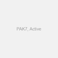 PAK7, Active